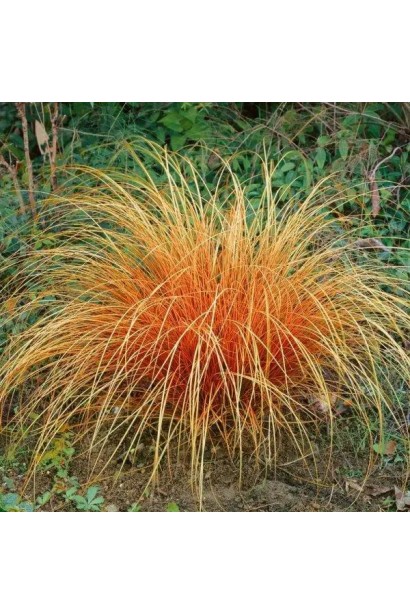 Кущ осоки Carex comans `Bronze Perfection`